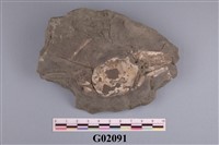 藏品(螃蟹(隆背蟹))的圖片